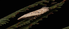 Trigonistis asthenopa