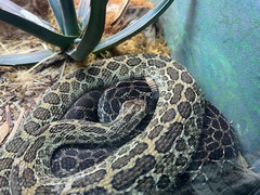 Crotalus polystictus