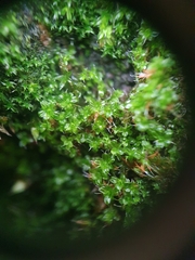 Syntrichia virescens