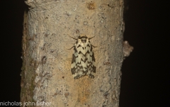 Goniosema anguliscripta