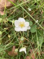 Fragaria vesca