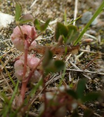 Trifolium tomentosum