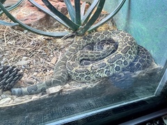 Crotalus polystictus