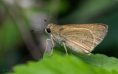 Borbo cinnara