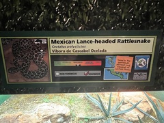 Crotalus polystictus