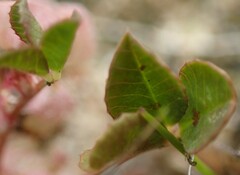Trifolium tomentosum