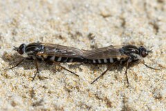 Therevidae