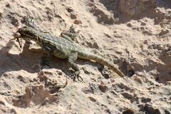 Oplurus quadrimaculatus