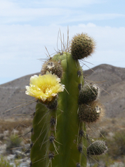Corryocactus brevistylus
