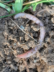 Lumbricus