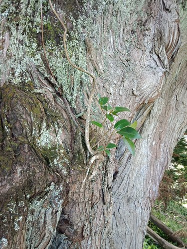 Ficus macrophylla