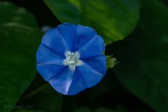 Jacquemontia pentanthos