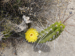 Corryocactus brevistylus