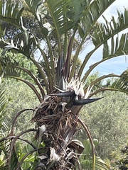 Strelitzia nicolai