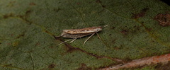 Roeslerstammiidae