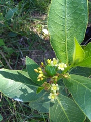 Jatropha