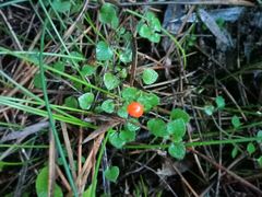 Nertera dichondrifolia