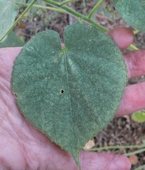 Anoda abutiloides