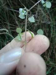 Nertera dichondrifolia