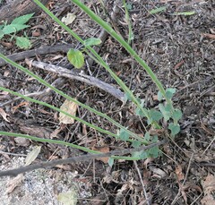 Anoda abutiloides