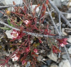 Boronia parviflora