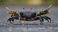 Demanietta khirikhan