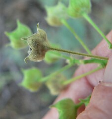 Anoda abutiloides