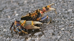 Demanietta khirikhan