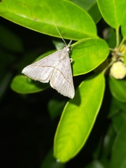 Hypena obacerralis
