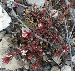 Boronia parviflora