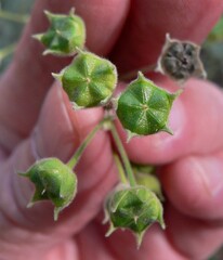 Anoda abutiloides