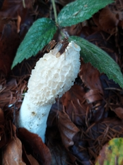 Phallus impudicus