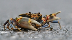 Demanietta khirikhan