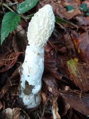 Phallus impudicus