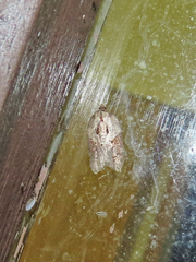 Acleris maculidorsana