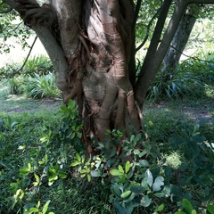 Ficus natalensis