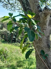 Ficus lutea