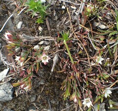 Boronia parviflora