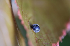 Apolinus lividigaster