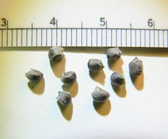 Anoda abutiloides