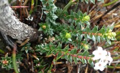 Epacris curtisiae