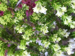 Erica glomiflora