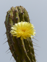 Corryocactus brevistylus