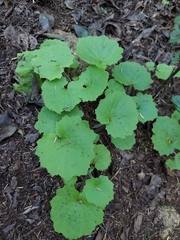 Pericallis tussilaginis