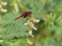 Urothemis assignata