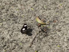 Hypolimnas misippus