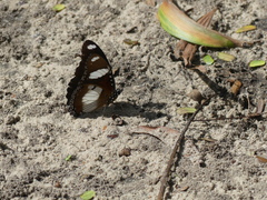 Hypolimnas misippus