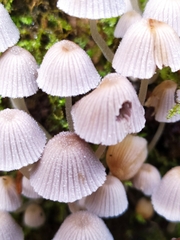 Coprinellus disseminatus