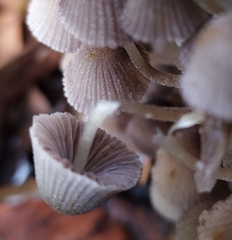 Coprinellus disseminatus