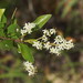 Bursaria tenuifolia - Photo (c) Reiner Richter, algunos derechos reservados (CC BY-NC-SA), subido por Reiner Richter